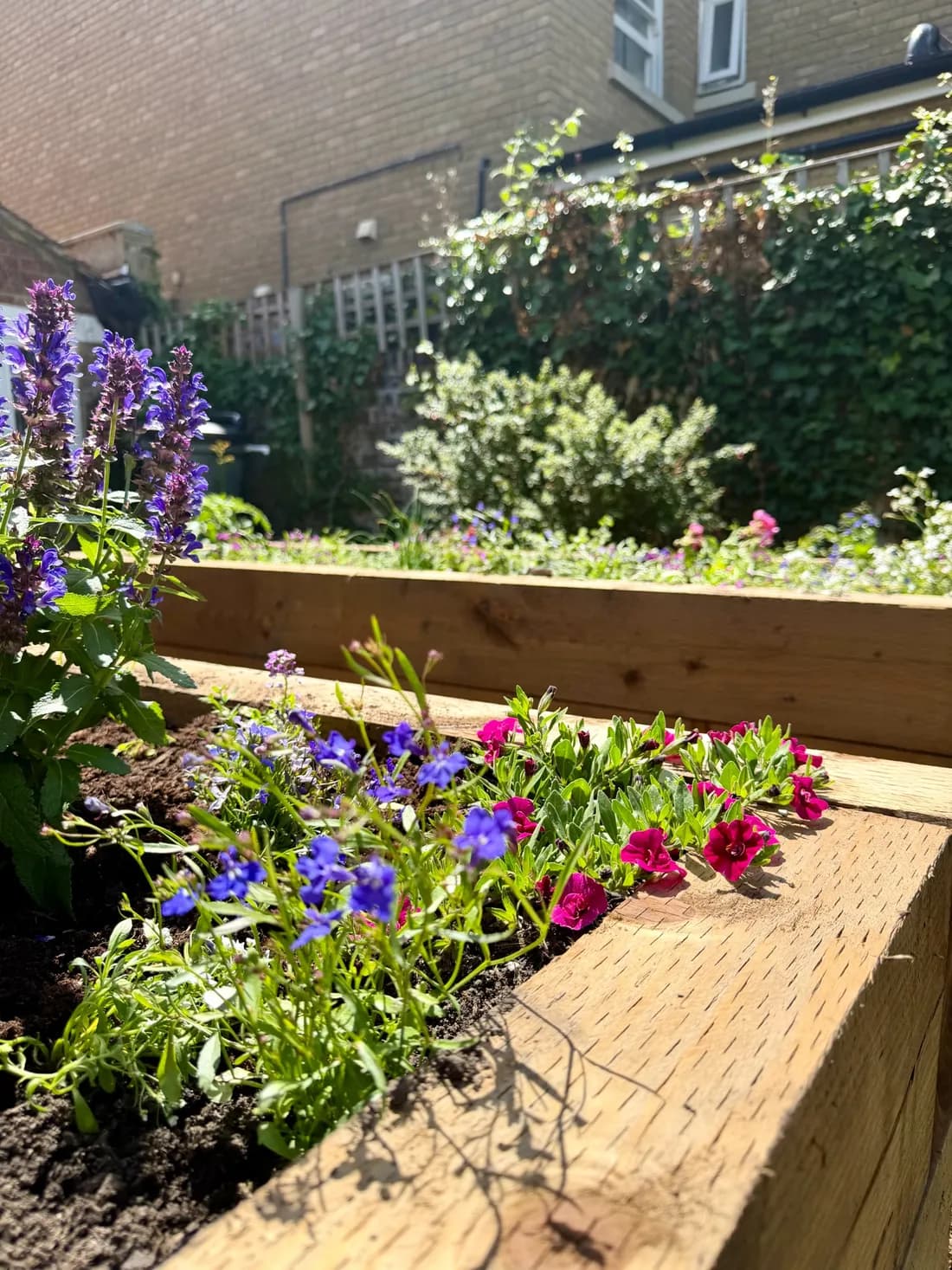 ECH WORKS — Raised bed with blooming Salvia and Calibrachoa flowers in sunlight.